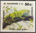 Green Iguana (Iguana Iguana)