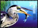 Grey Heron (Ardea cinerea)