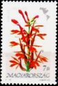 Lobelia cardinalis