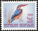 African Pygmy Kingfisher (Ispidina picta)