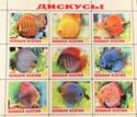 Aquarium Fishes - Discus