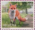 Red Fox (Vulpes vulpes)