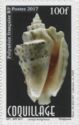 Silver Conch (Strombus lentiginosus)