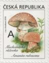The European blusher (Amanita rubescens)