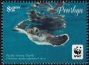 Pacific Green Turtle (Chelonia mydas)