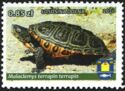 Malaclemys terrapin