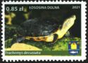 Trachemys decussata