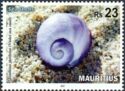 Violet Sea-snail (Janthiana janthiana)