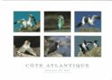 C么te Atlantique - oiseaux de mer
