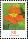 Nasturtium (Tropaeolum majus)
