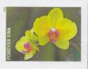 Yellow Moth orchid (Phalaenopsis)