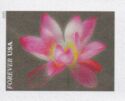 Pink Sacred Lotus