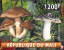 Tricholoma populinum and portentosum