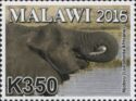 African Elephant (Loxodonta africana)