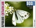 Green-veined White (Pieris napi)