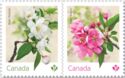 Crabapple Blossoms (Malus sp)