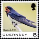 Swallow