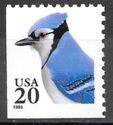 Blue Jay (Cyanocitta cristata)
