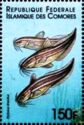 Striped Catfish (Plotosus lineatus)