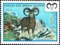 Mouflon (Ovis ammon musimon)