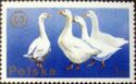 Domestic Geese (Anser anser domestica)