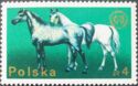 Arabian Horse (Equus ferus caballus)