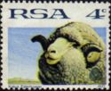 Merino Sheep (Ovis aries)