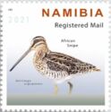 African snipe (Gallinago nigripennis)