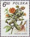 Marigold (Calendula officinalis)