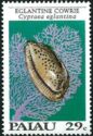 Eglantine Cowrie (Cypraea eglantina)