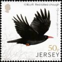 Red-billed Chough (Pyrrhocorax pyrrhocorax)