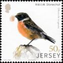 European Stonechat (Saxicola torquata)