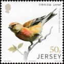 Linnet (Carduelis cannabina)
