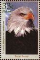 Bald Eagle (Haliaeetus leucocephalus)