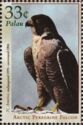 Arctic Peregrine Falcon (Falco peregrinus tundrius)