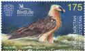 Bearded Vulture (Gypaetus barbatus)