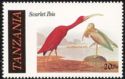 Scarlet Ibis (Eudocimus ruber)
