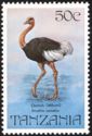 Common Ostrich (Struthio camelus)
