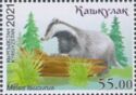 Asian Badger (Meles leucurus)