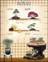 Bonsai Trees