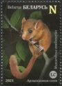 Hazel Dormouse (Muscardinus avellanarius)