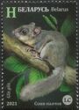 Edible Dormouse (Glis glis)