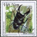 Giant Stag Beetle (Dorcus titanus ssp. westermanni)