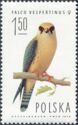 Red-footed Falcon (Falco vespertinus), Female