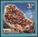 Little Owl (Athene noctua)