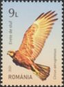 Western Marsh Harrier (Circus aeruginosus)
