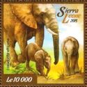 African bush Elephant (Loxodonta africana)