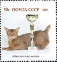 Abyssinian cat