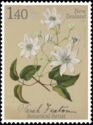 White Clematis (Clematis paniculata)