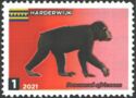 Prehistoric primates - Proconsul africanus